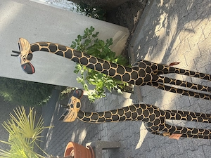 2 sehr große Giraffen 