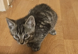 Katzen Babys