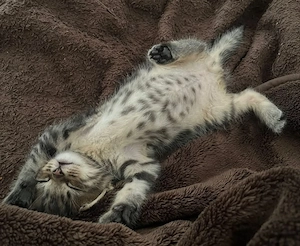 BKH Kitten männlich & weiblich 