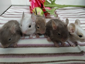 Mega tolle Bad Boys Degu Buben,viele Farben:blue-non,schoko&sand-Schecken suchen Zuhause im Glück