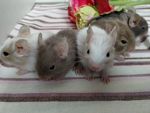 Mega tolle Bad Boys Degu Buben,viele Farben:blue-non,schoko&sand-Schecken suchen Zuhause im Glück