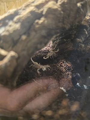 Schwarzer Asienskorpion