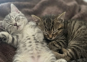 BKH Kitten männlich & weiblich 