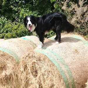  Bordercollie Deckrüde 