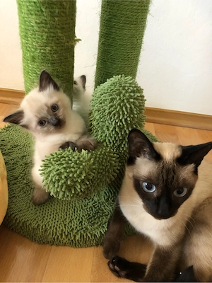Reinrassige Siam Kitten, blue-point ,seal-point