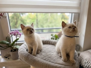 Britisch Kurzhaar kitten 