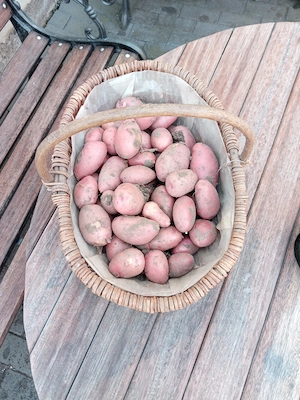 Frühkartoffeln, Kartoffeln, Kartoffel 