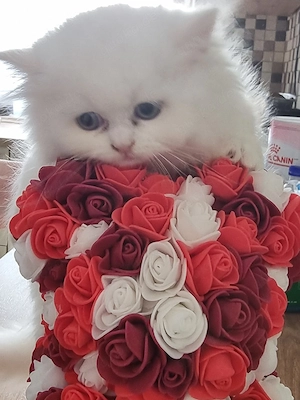 baby katze Junge 
