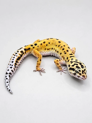 Leopardgecko 0.1 Bold Clown cross 