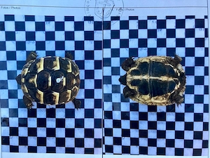 Grieschiche Landschildkröten