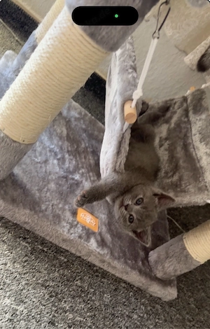 bebykatzen