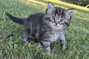 Hübsches Black Classic Tabby Mädchen