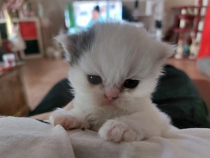Perserkitten