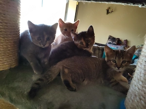 Katzen Babys ab 1.8. 