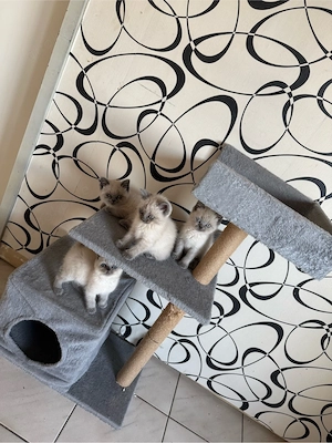 Britisch-Kurzhaar & Heilige Birma Kitten abzugeben