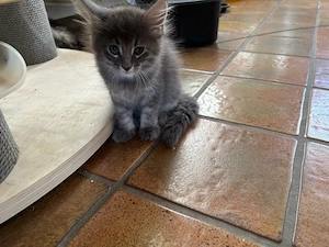 Main Coon Babys