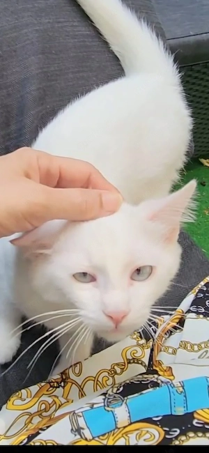 BKH Katzen