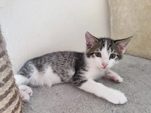 Babykatzen 