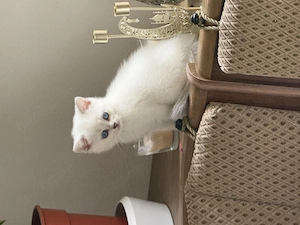 Sehr schönes Kitten  BKH
