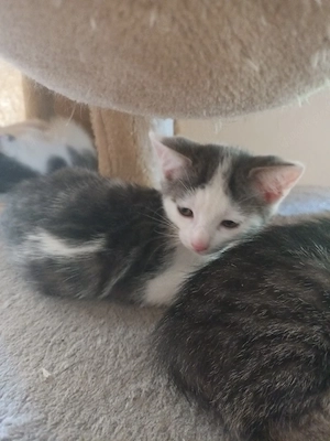 Babykatzen 
