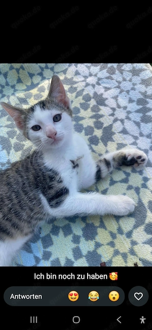 Weisses Kitten sucht ein neue Familie in Fürth oder N uernberg