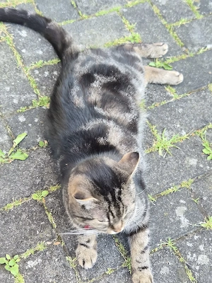 2 Bkh  kater