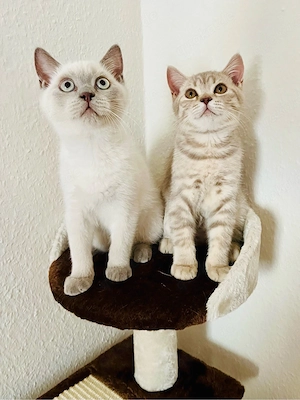 2 zuckersüße BKH Kitten abgabebereit 