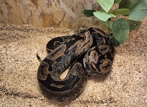 Boa Constrictor 0.1 Hypo IMG