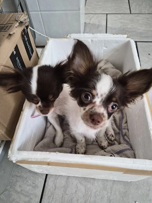 kleiner süsser Chihuahua 