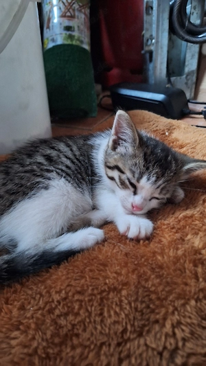 2 Kitten suchen noch ein zuhause