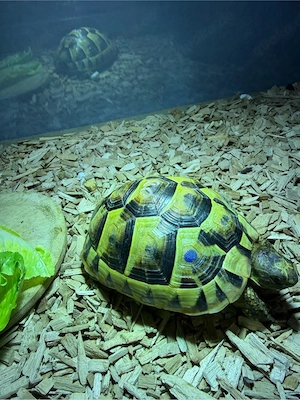 schildkröte