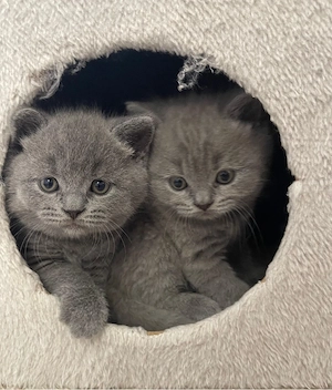 Britisch Kurzhaar-Kitten suchen ein neues Zuhause!