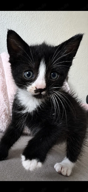 Süßer Kater Flaschenkind sucht zuhause