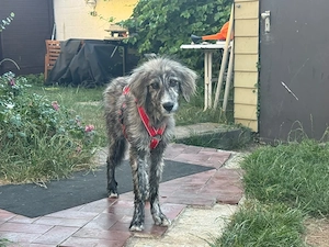 Puccio sucht sein Zuhause