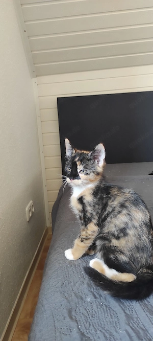 EKH Hauskatze