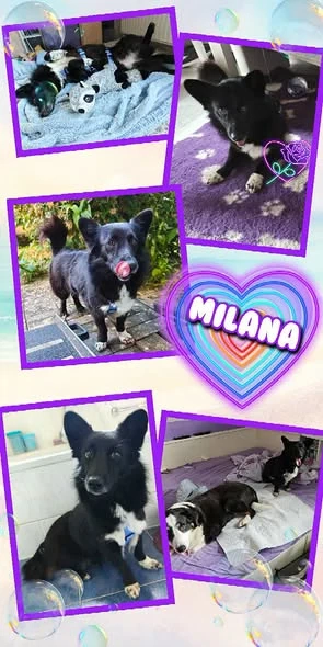 Traumhündin "Milana" (lieb, offen, katzenverträglich, menschenbezogen uvm.) sucht ein Zuhause