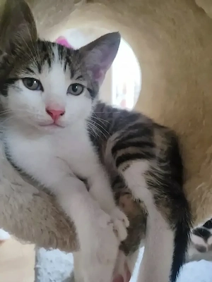 Babykatzen 