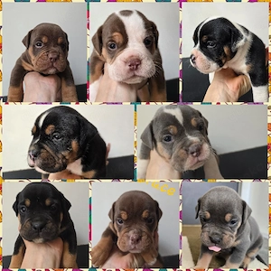 old english Bulldog Welpen 