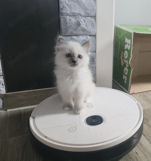 Birma Kätzchen Birmakatzen katze heilige Birmakitten 