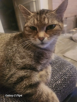 bengal  mix