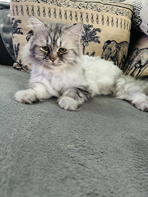 Kater kastriert 26.05.22