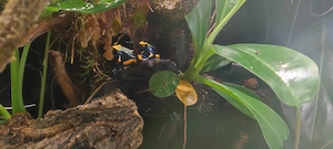 Dendrobates Tinctorius Tumucumaque 1.1.0 
