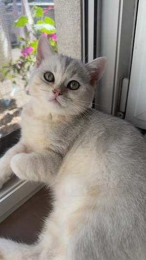 BKH Kitten in silver golden shaded tabby zu verkaufen (britisch kurzhaar kitten)
