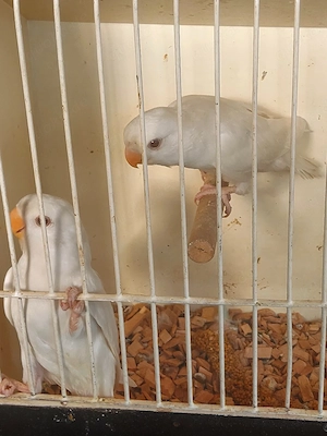 Pfirsichköpfchen