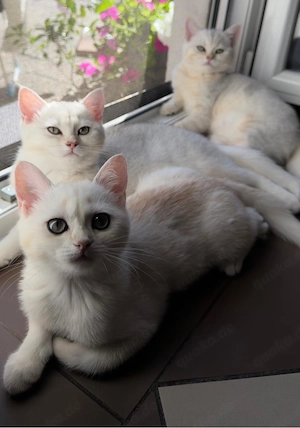 BKH Kitten in silver golden shaded tabby zu verkaufen (britisch kurzhaar kitten)