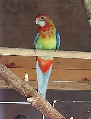 Rosella Hahn - Vögel - Sittiche 