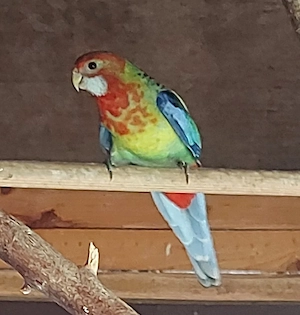 Rosella Hahn - Vögel - Sittiche 