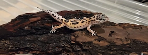 Leopardgecko 0.1 Weibchen & 1.0 Männchen  Bild 2