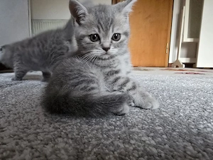 Zuckersüßes BKH Mädchen in Silver Tabby sucht ein Zuhause!
