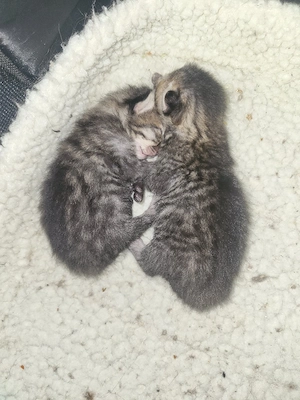 katzen in liebevolle Hände zu geben 